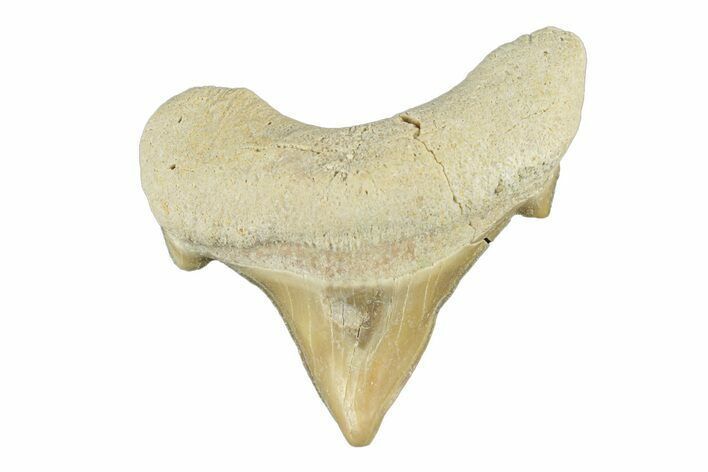 Pathological Otodus Shark Tooth - Morocco #252466